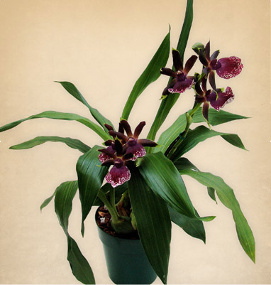 ZYGOPETALUMs