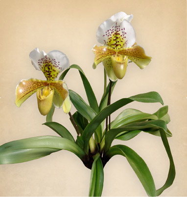 PAPHIOPEDILUM