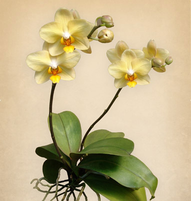 PHALAENOPSIs