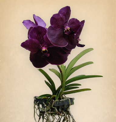 VANDA